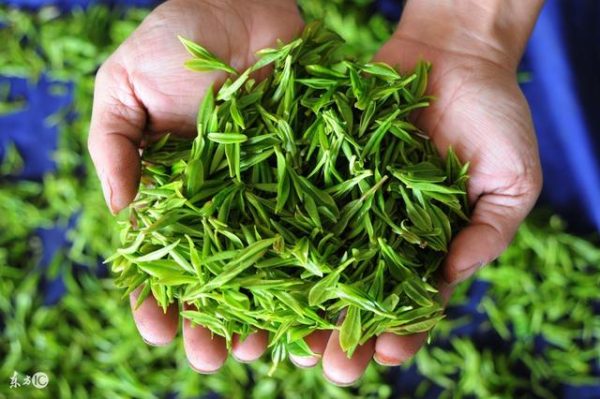 云雾绿茶